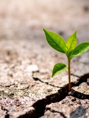 Image of a small plant growing through the cracks